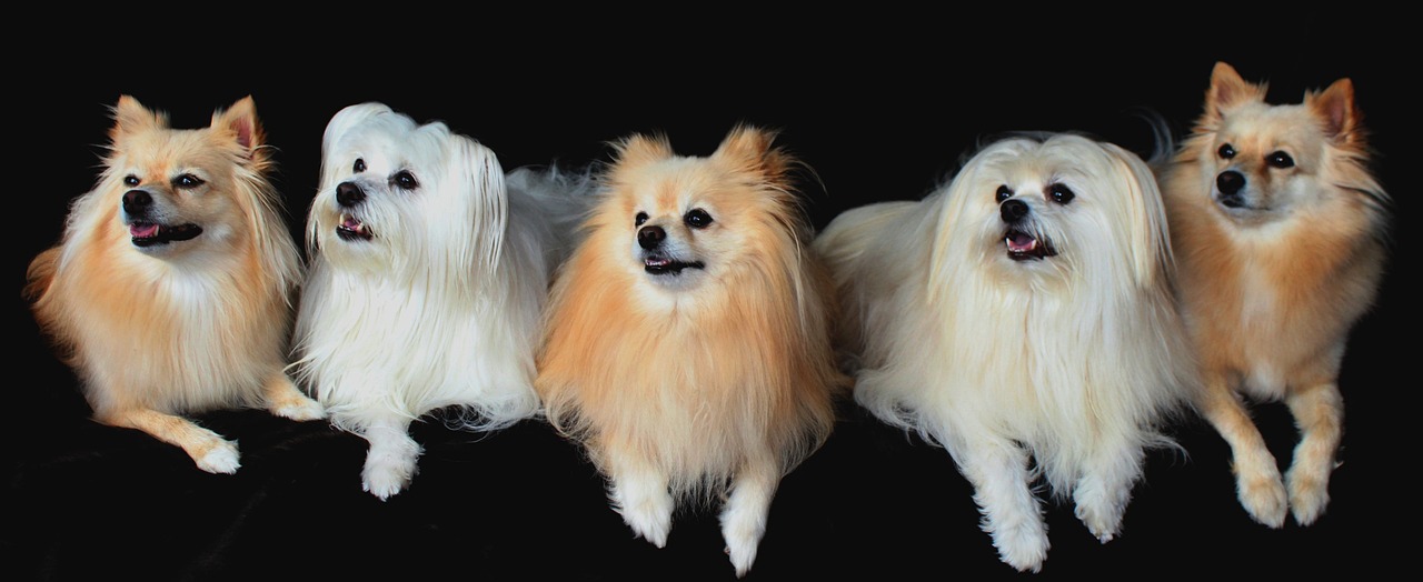 Pomeranian and Indian Spitz